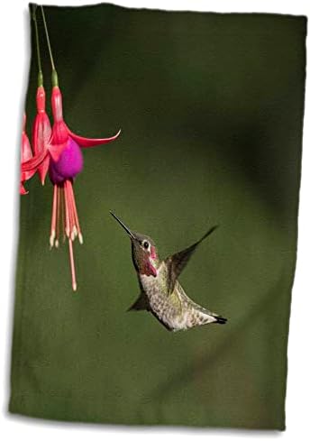 3dRose Washington. Férfi Annás Kolibri lebeg a fuchsia virág - Törölköző (twl-279696-3)