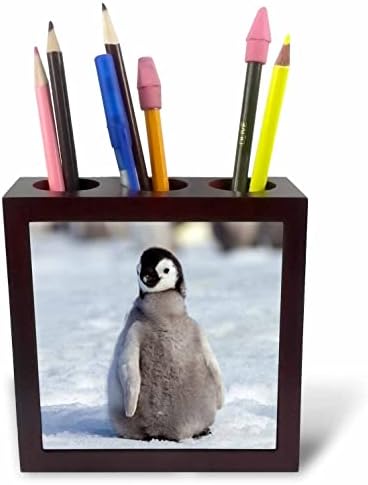 3dRose az Antarktisz, Snow Hill. Portré a császárpingvin a Csaj. - Mozaik Toll Jogosultjai (ph-366277-1)