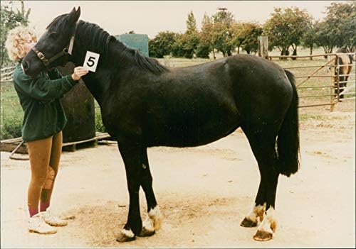 Vintage fotó RSPCA megmentett ló